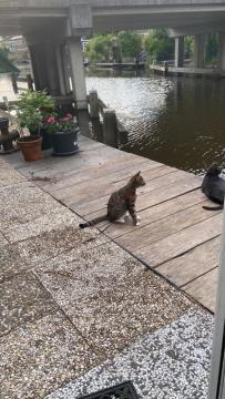 Tinyhouse Woody At The Water Apartment Zaandam Exterior photo